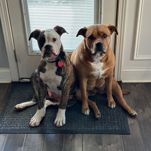 🌺 I’m LIVE show listing!! let’s gooooo🩷 - Picture 7 of 8